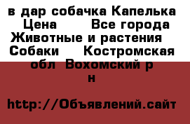 в дар собачка Капелька › Цена ­ 1 - Все города Животные и растения » Собаки   . Костромская обл.,Вохомский р-н